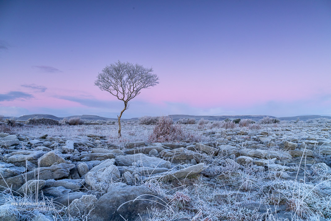 A Burren Lone Tree Clare Ireland - dawn,frost,hoarfrost,january,lone tree,lowland,twilight,wall,winter