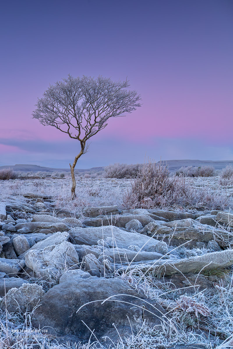 A Burren Lone Tree Clare Ireland - dawn,frost,hoarfrost,january,lone tree,lowland,twilight,wall,winter,portfolio