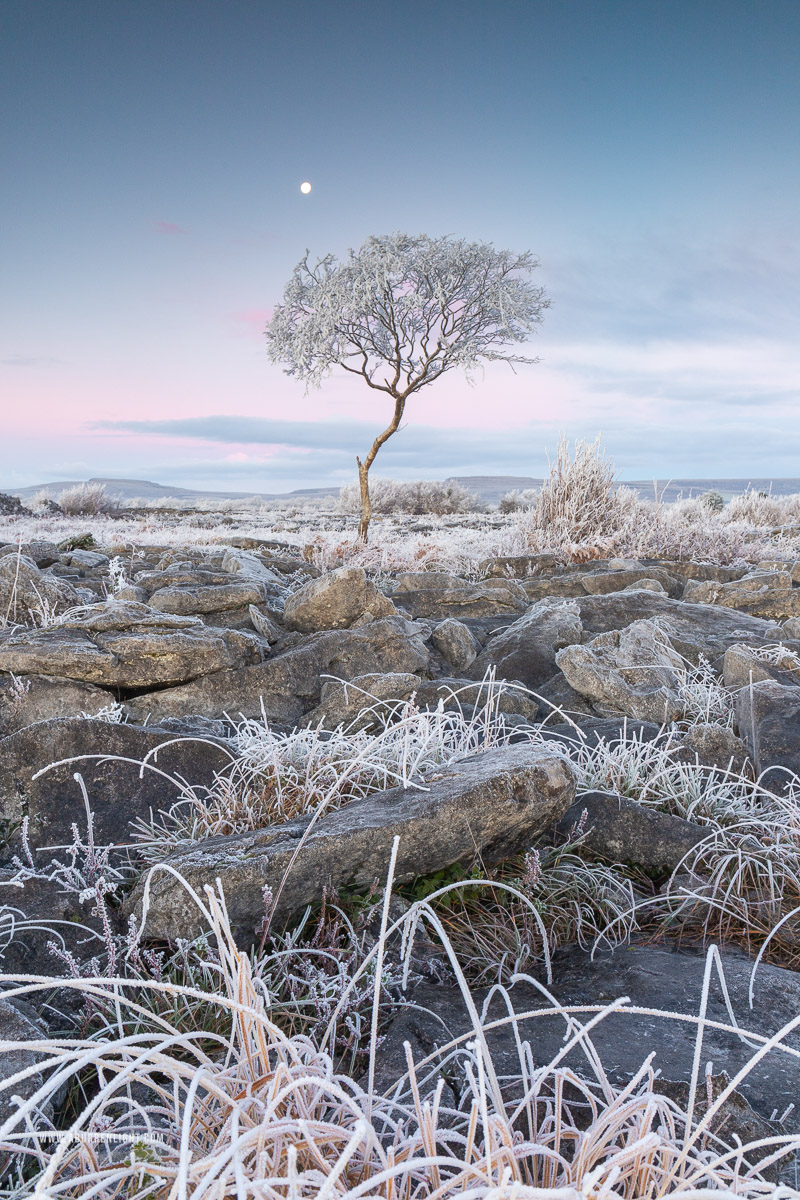 A Burren Lone Tree Clare Ireland - autumn,december,frost,lone tree,moon,twilight,hoarfrost,lowland,dawn