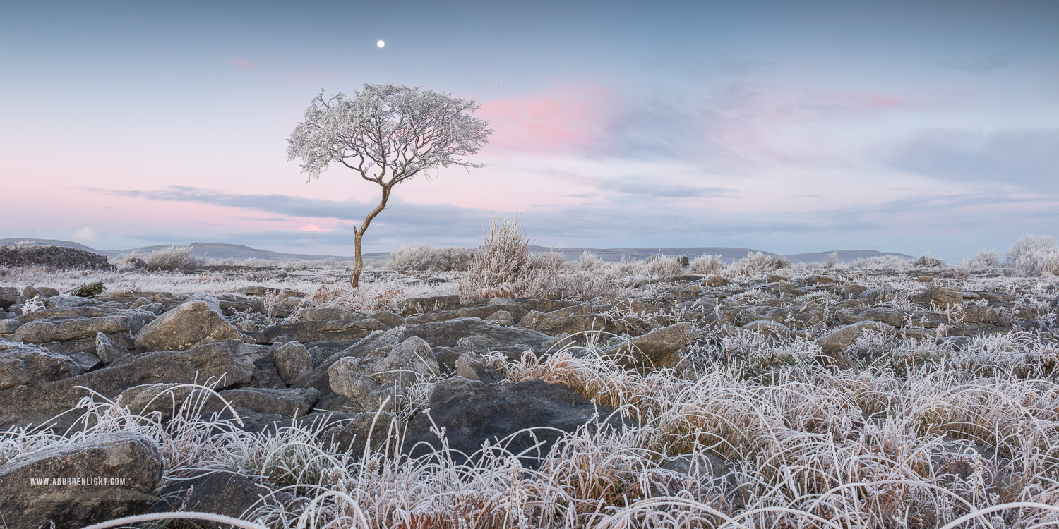 A Burren Lone Tree Clare Ireland - autumn,december,frost,lone tree,moon,panorama,twilight,,hoarfrost,lowland,dawn