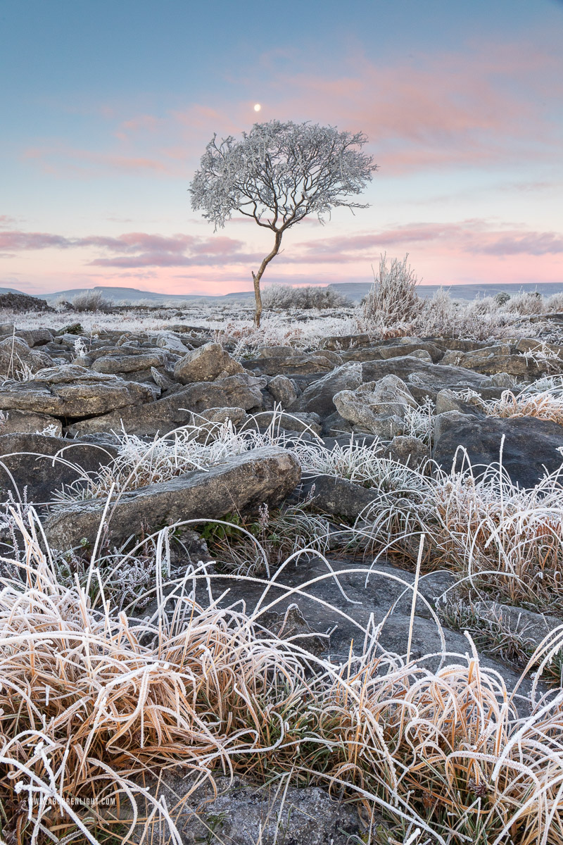 A Burren Lone Tree Clare Ireland - autumn,december,frost,limited,lone tree,moon,twilight,hoarfrost,lowland,dawn,portfolio