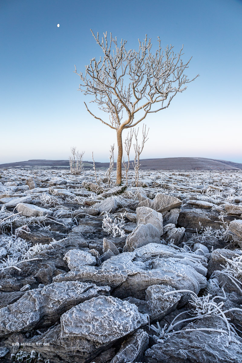 A Burren Lone Tree Clare Ireland - autumn,december,frost,lone tree,hoarfrost,lowland,dawn