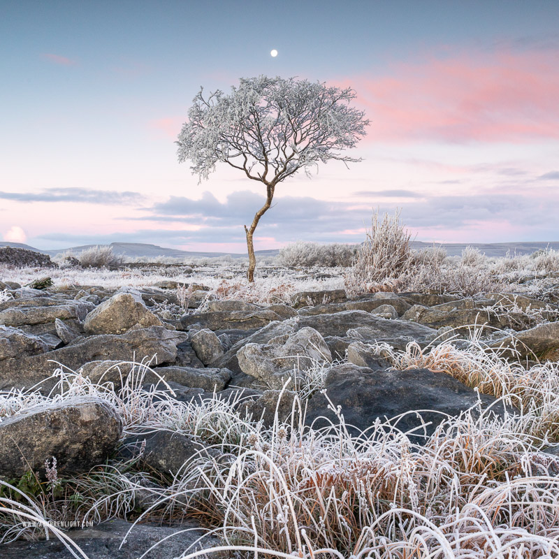 A Burren Lone Tree Clare Ireland - autumn,december,frost,limited,lone tree,lowland,moon,square,twilight,hoarfrost,lowland,dawn