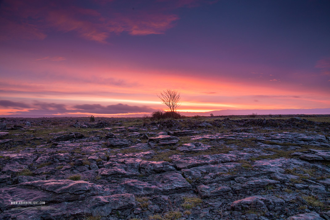 A Burren Lone Tree Clare Ireland - dawn,january,lone tree,lowland,red,twilight,winter