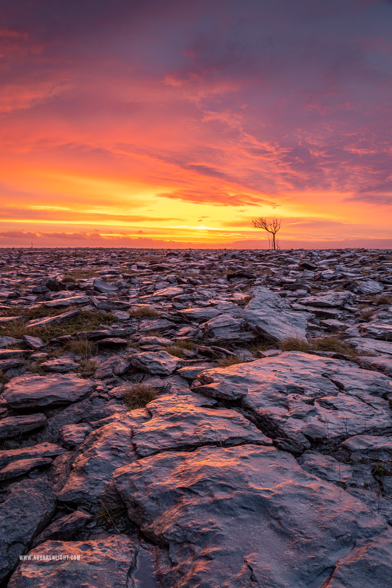 A Burren Lone Tree Clare Ireland - dawn,january,lone tree,lowland,red,sunrise,winter