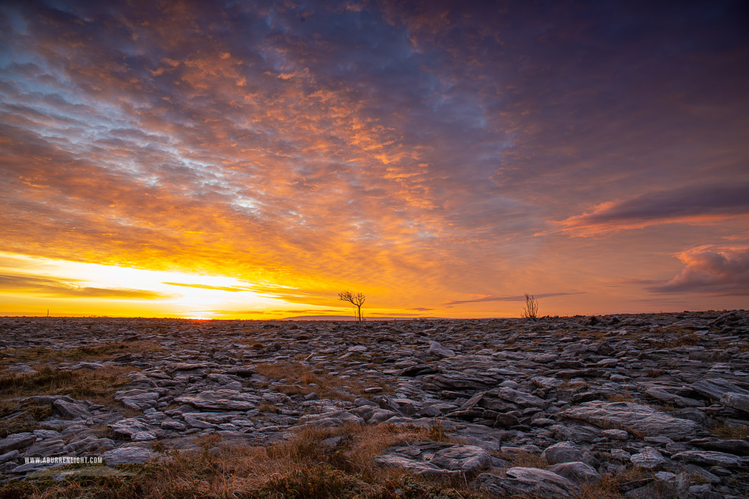 A Burren Lone Tree Clare Ireland - frost,january,lone tree,lowland,orange,sunrise,winter