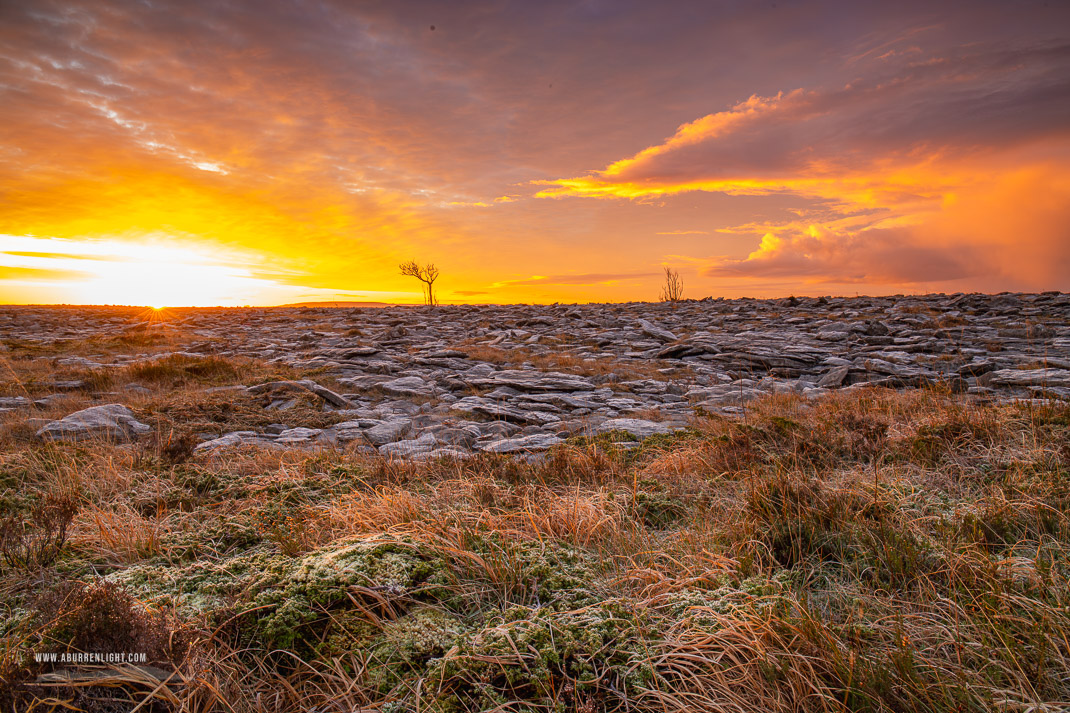 A Burren Lone Tree Clare Ireland - frost,january,lone tree,lowland,orange,sunrise,sunstar,winter