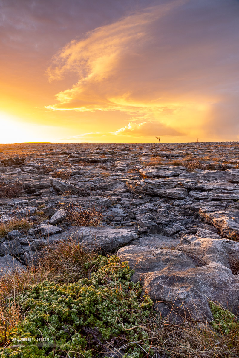 A Burren Lone Tree Clare Ireland - frost,january,lone tree,lowland,orange,sunrise,winter