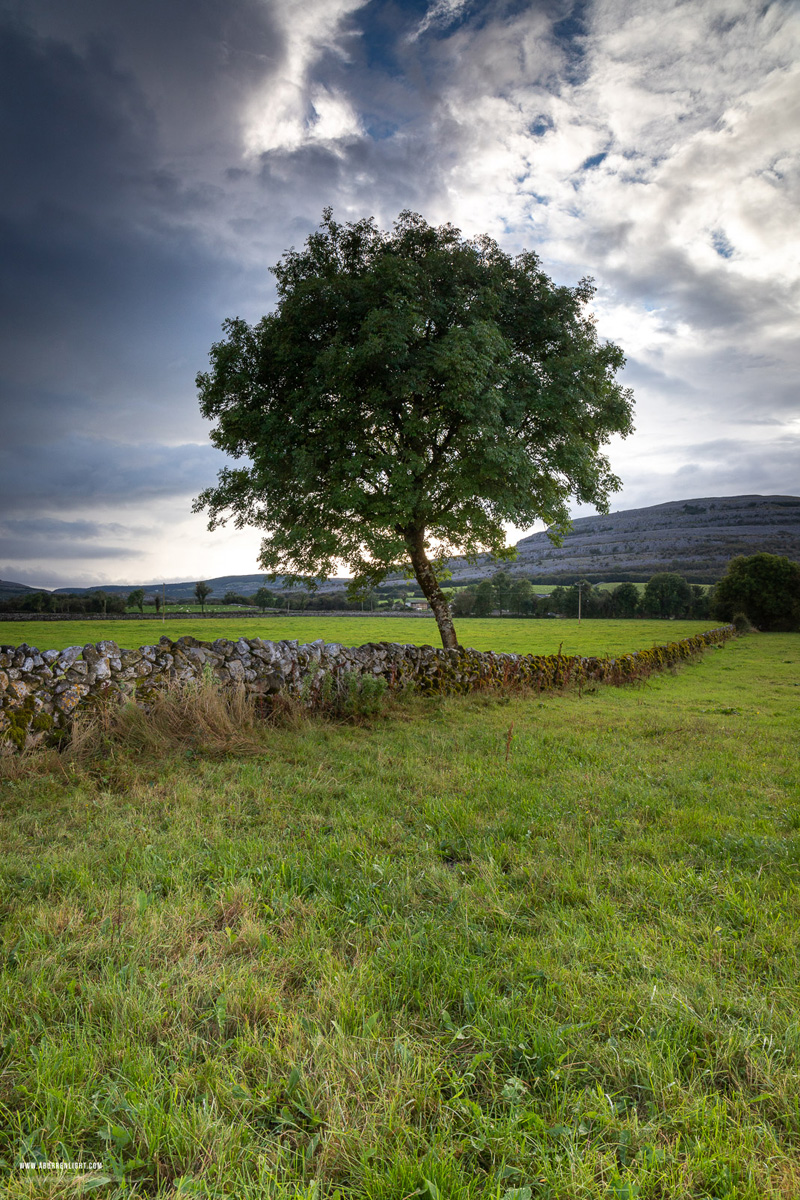 A Burren Lone Tree Clare Ireland - lone tree,september,summer,lowland