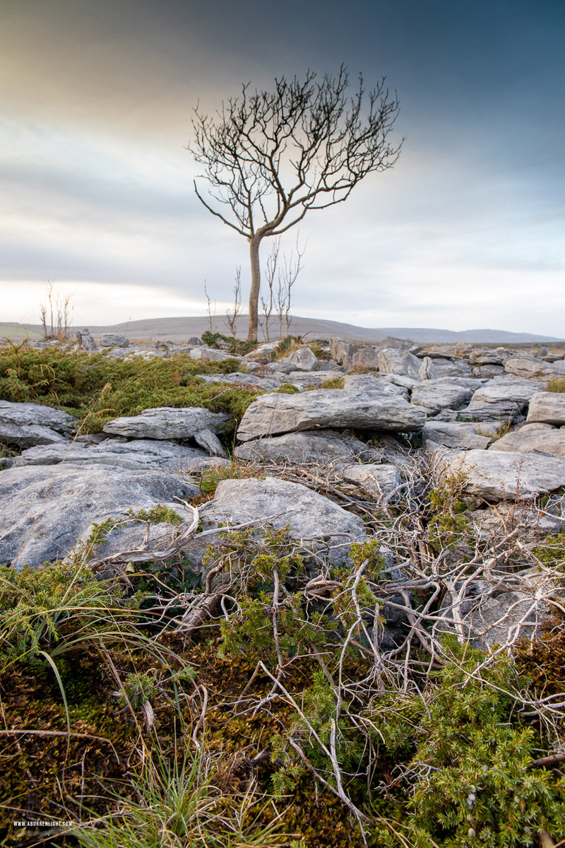 A Burren Lone Tree Clare Ireland - autumn,lone tree,november,lowland,dreamy