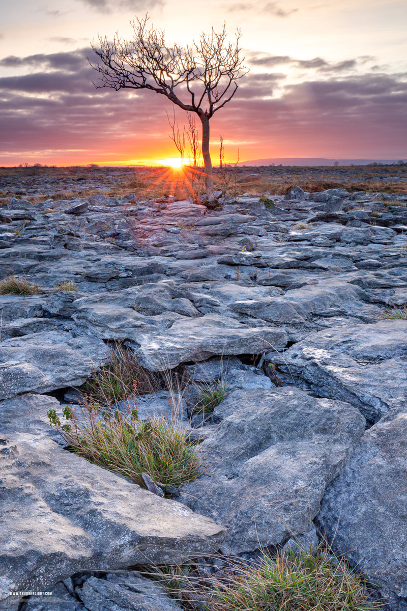 A Burren Lone Tree Clare Ireland - january,lone tree,sunrise,sunstar,winter,lowland