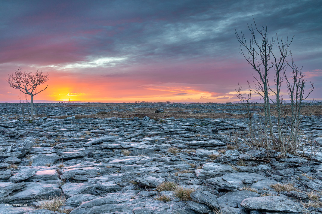 A Burren Lone Tree Clare Ireland - lone tree,march,orange,sunrise,winter,lowland