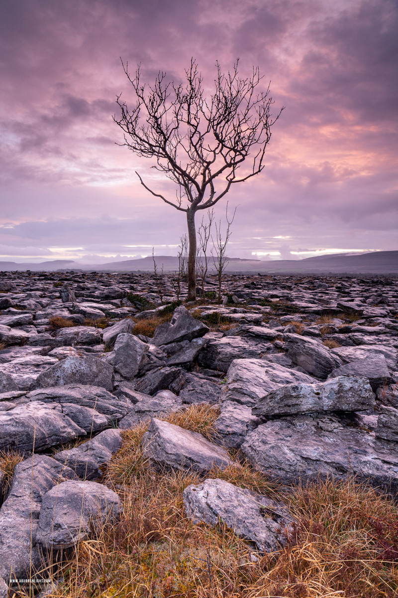 A Burren Lone Tree Clare Ireland - april,dusk,lone tree,long exposure,spring,portfolio,lowland,magenta,golden