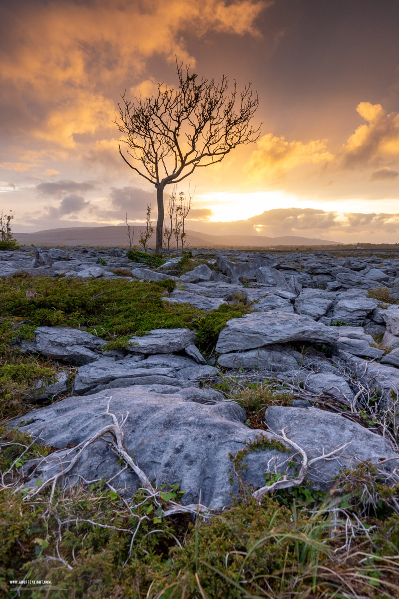 A Burren Lone Tree Clare Ireland - lone tree,may,orange,spring,sunset,golden,lowland