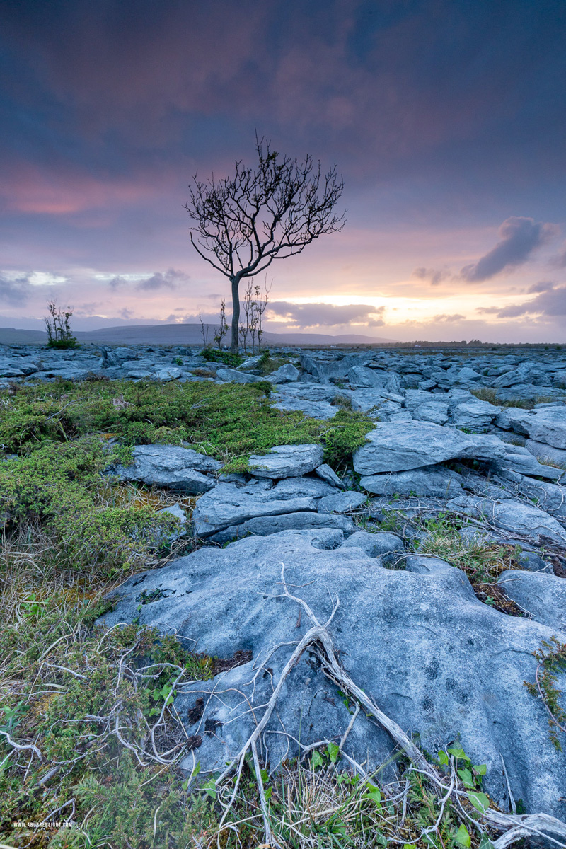 A Burren Lone Tree Clare Ireland - lone tree,may,orange,spring,dusk,lowland