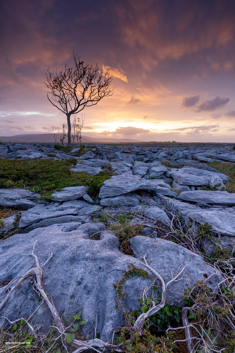 A Burren Lone Tree Clare Ireland - limited,lone tree,may,orange,spring,sunset,portfolio,lowland