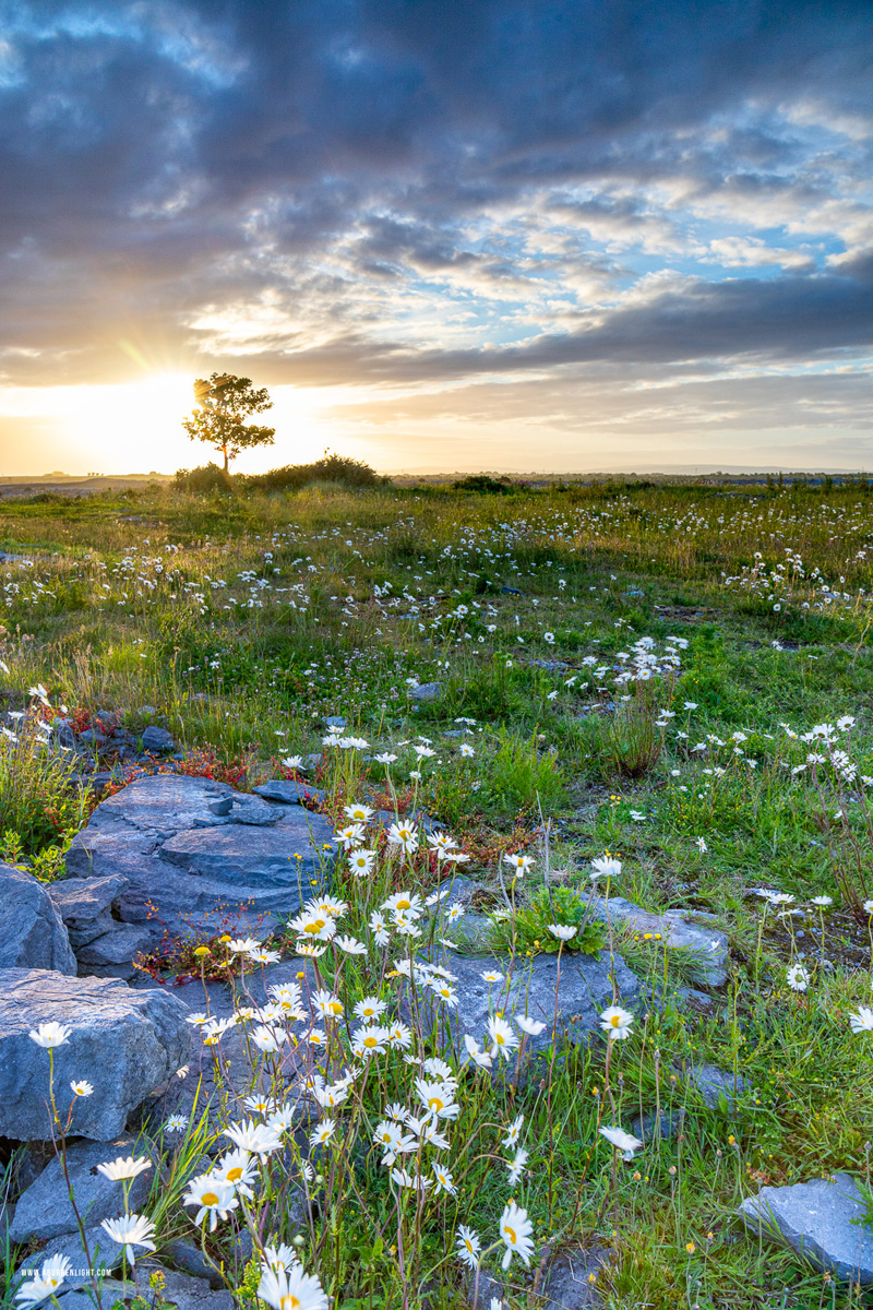 A Burren Lone Tree Clare Ireland - flower,june,lone tree,spring,sunrise,daisies,lowland