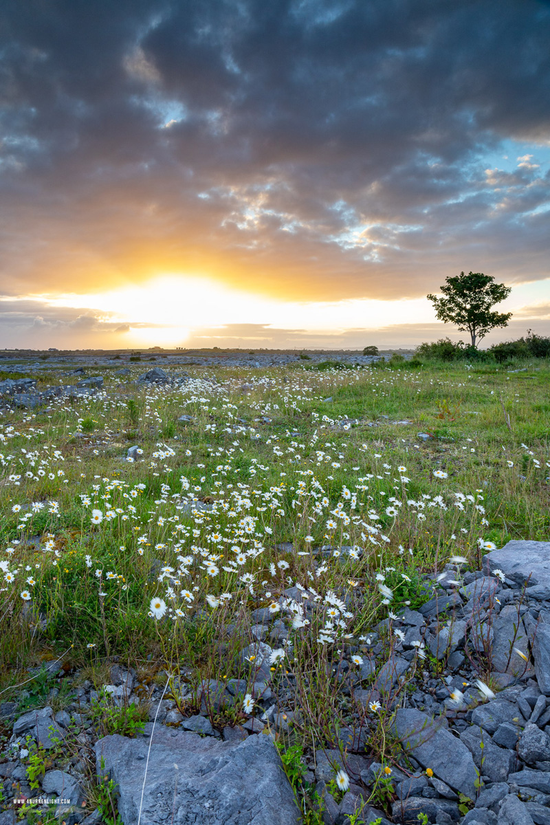 A Burren Lone Tree Clare Ireland - flower,june,lone tree,spring,sunrise,daisies,lowland