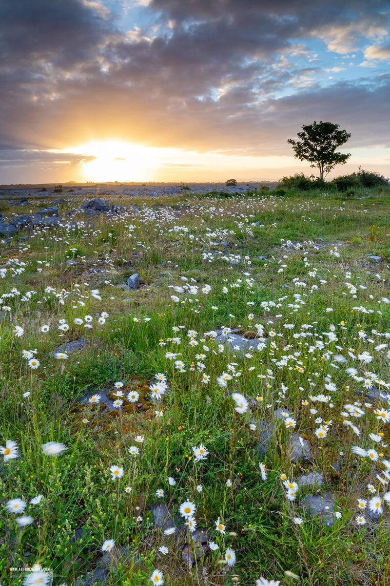 A Burren Lone Tree Clare Ireland - flower,june,lone tree,spring,sunrise,daisies,golden,lowland