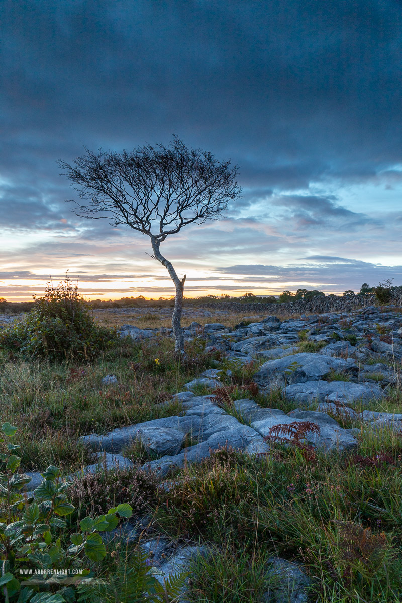 A Burren Lone Tree Clare Ireland - autumn,lone tree,september,twilight,blue,lowland