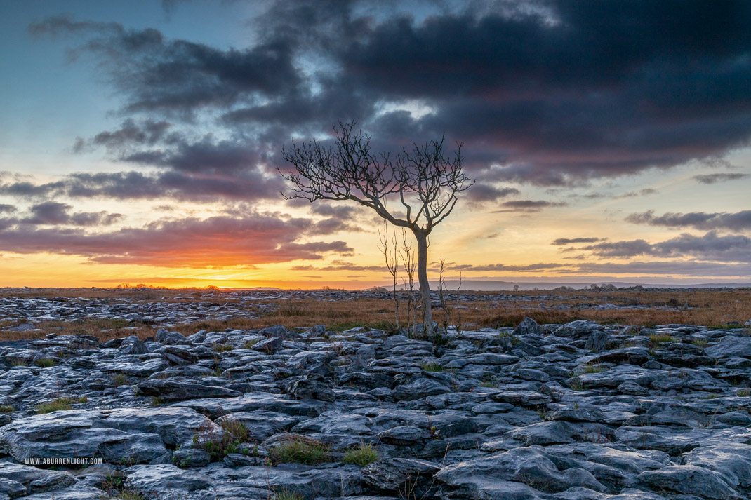 A Burren Lone Tree Clare Ireland - autumn,lone tree,november,sunrise,lowland