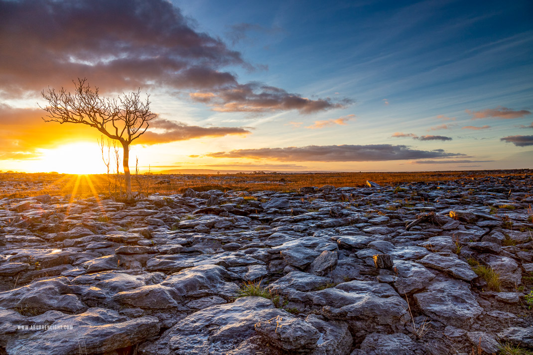 A Burren Lone Tree Clare Ireland - autumn,lone tree,november,sunrise,lowland,golden