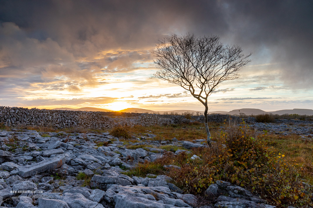 A Burren Lone Tree Clare Ireland - autumn,golden hour,lone tree,november,sunset,lowland