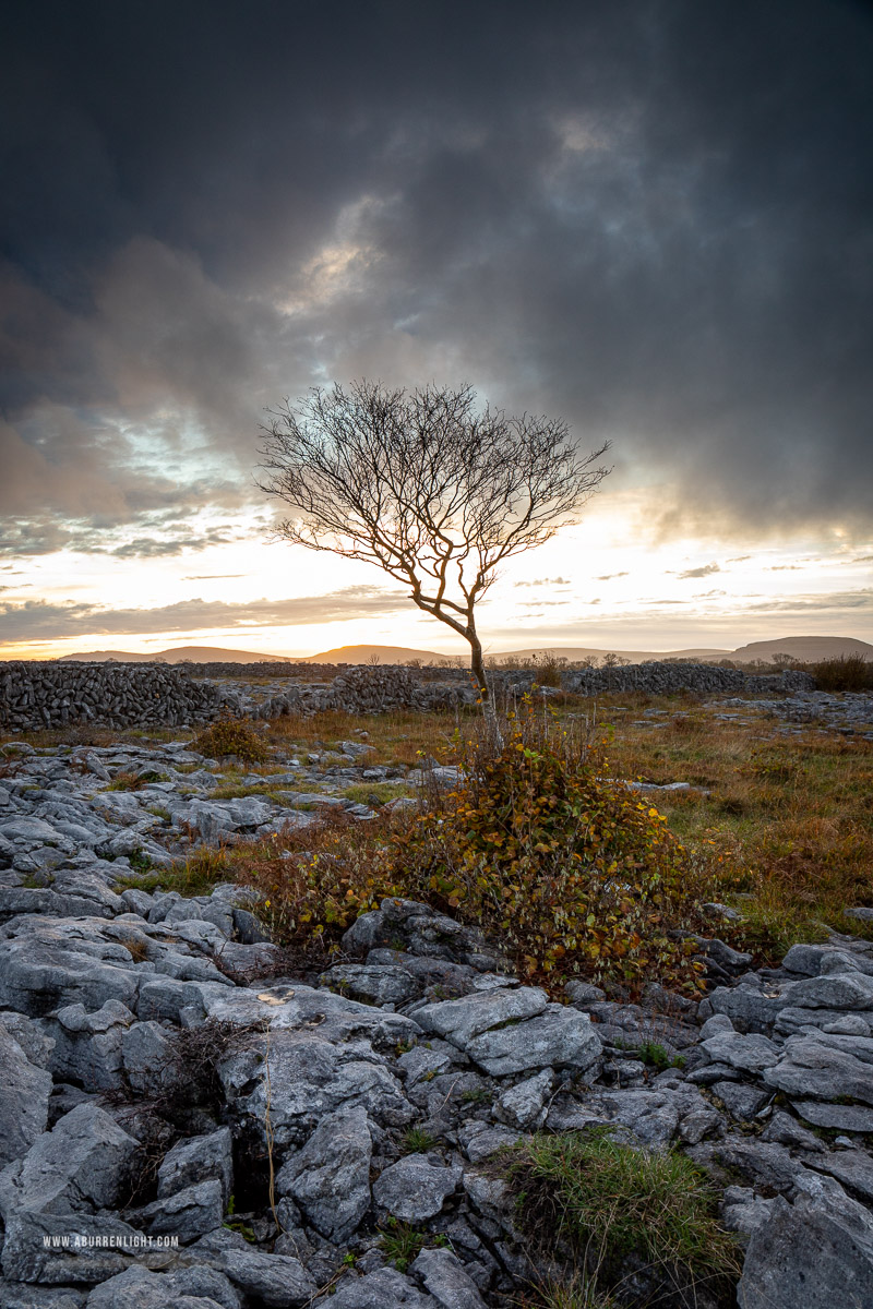 A Burren Lone Tree Clare Ireland - autumn,golden hour,lone tree,november,sunset,lowland