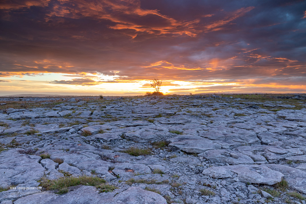 A Burren Lone Tree Clare Ireland - autumn,lone tree,november,red,twilight,lowland,drama