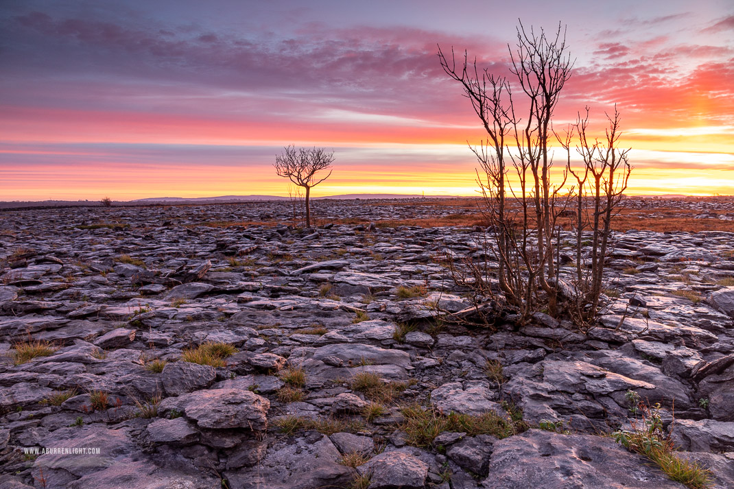 A Burren Lone Tree Clare Ireland - autumn,lone tree,november,red,twilight,lowland