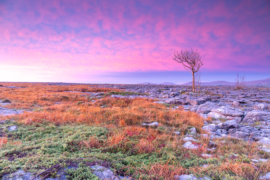 A Burren Lone Tree Clare Ireland - autumn,lone tree,november,pink,twilight,portfolio,lowland