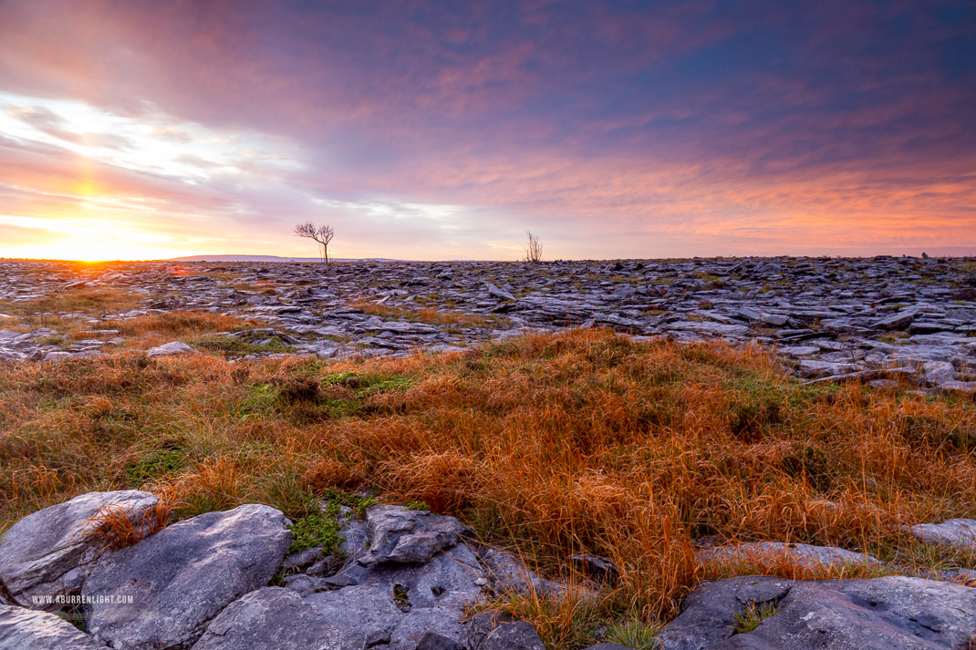 A Burren Lone Tree Clare Ireland - autumn,lone tree,november,sunrise,portfolio,lowland,golden