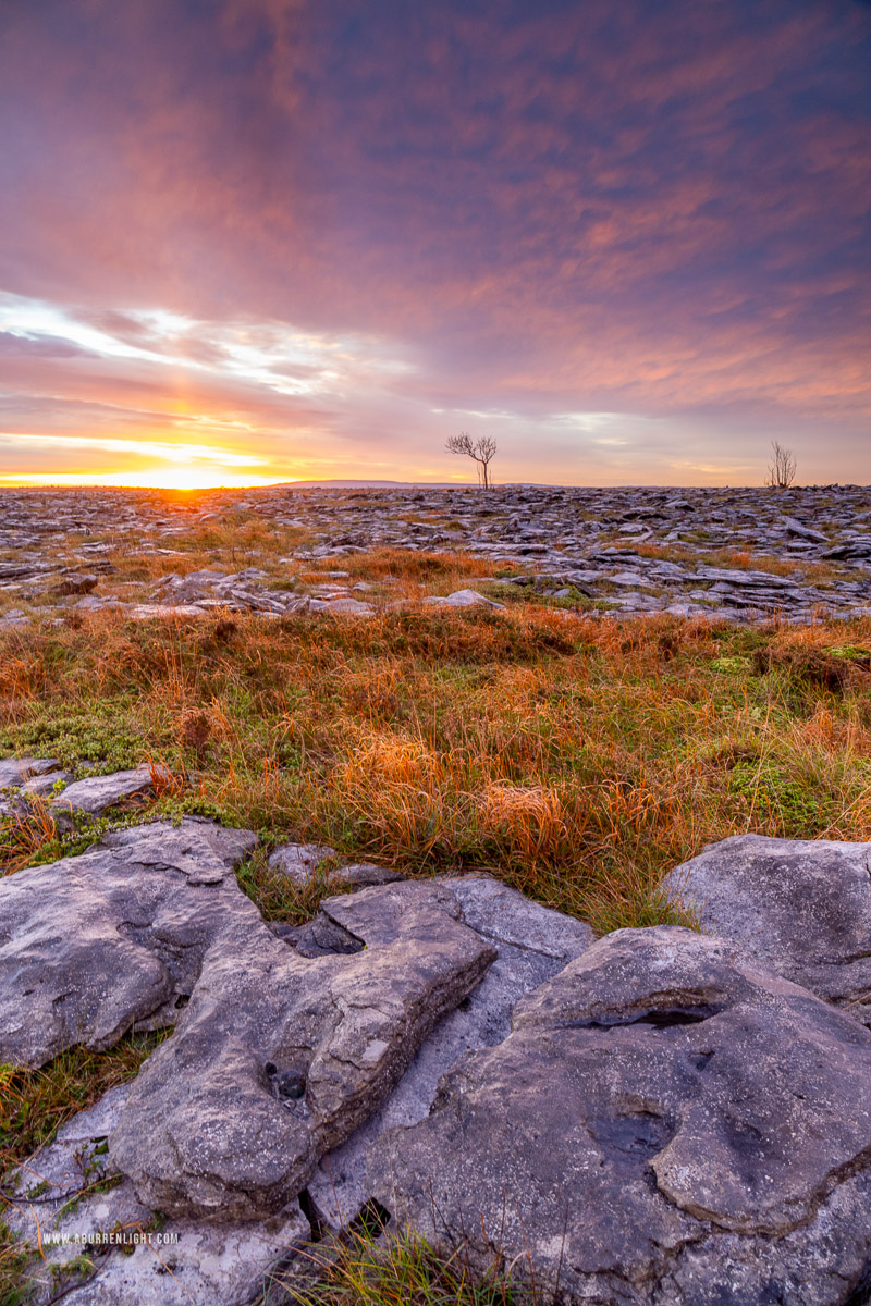 A Burren Lone Tree Clare Ireland - autumn,lone tree,november,sunrise,portfolio,lowland,golden