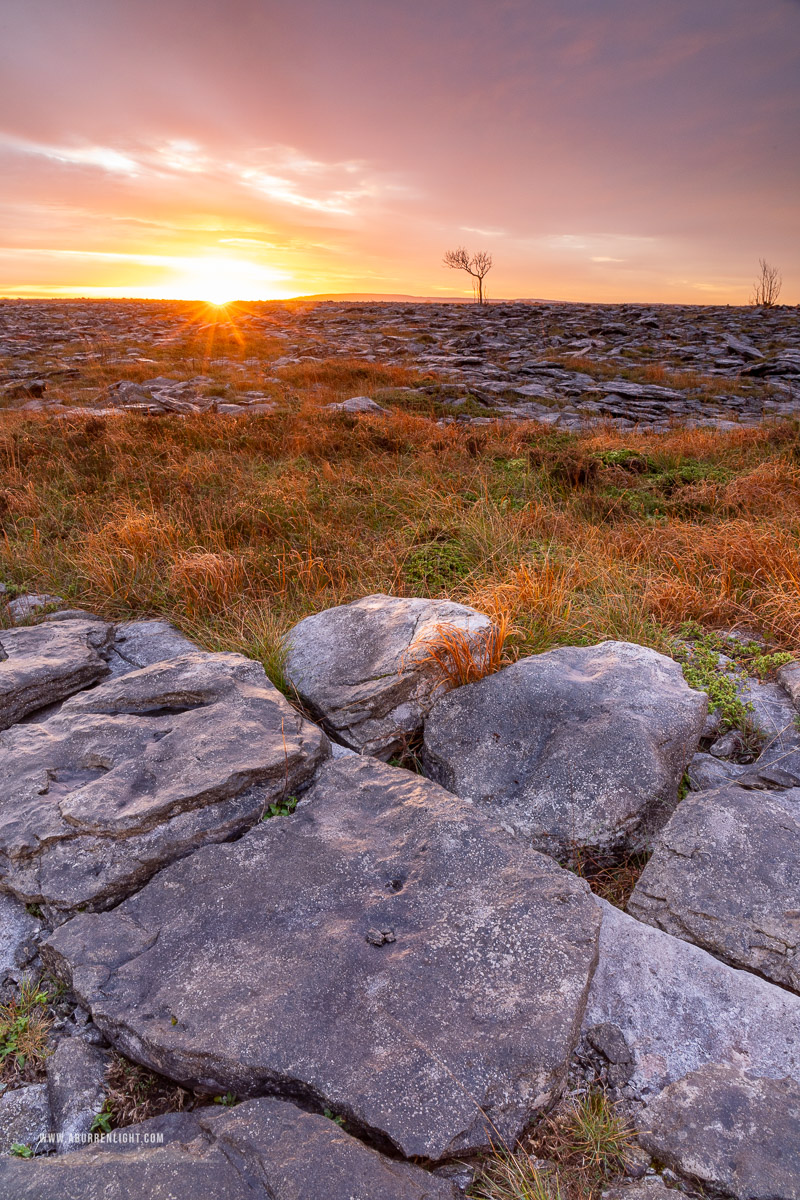 A Burren Lone Tree Clare Ireland - autumn,lone tree,november,sunrise,golden,lowland