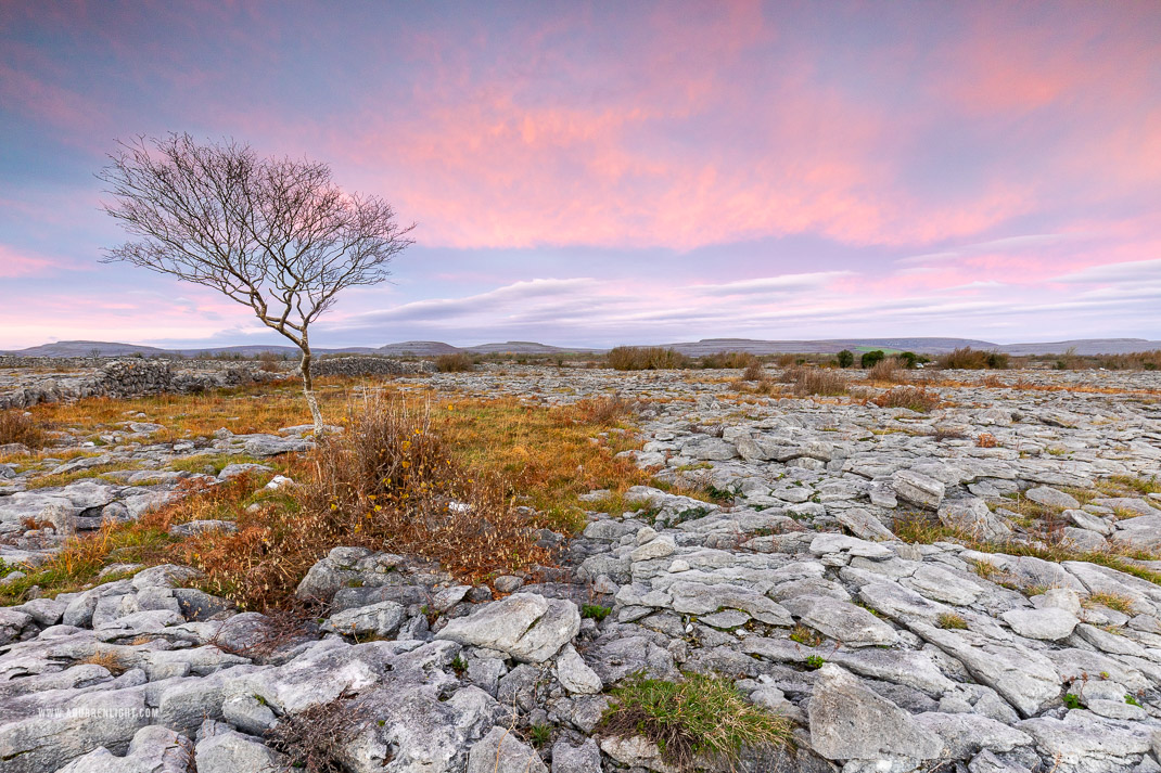 A Burren Lone Tree Clare Ireland - autumn,december,lone tree,pink,sunrise,lowland