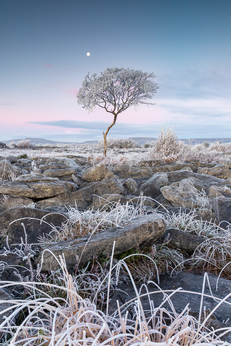 A Burren Lone Tree Clare Ireland - autumn,december,frost,lone tree,moon,twilight,lowland