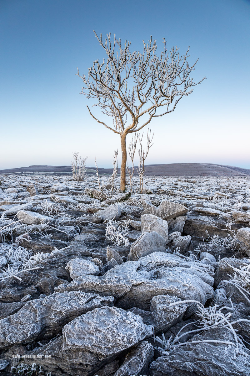 A Burren Lone Tree Clare Ireland - autumn,december,frost,lone tree,lowland,blue