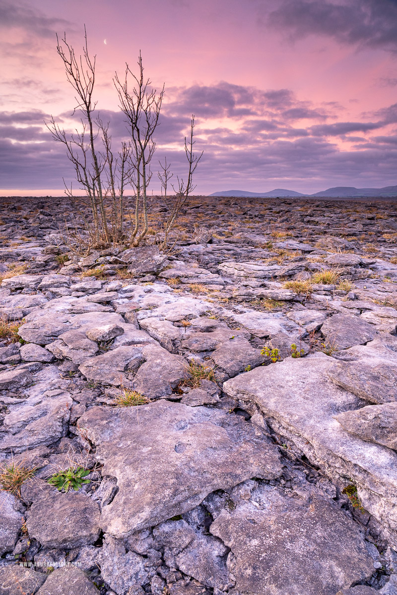 A Burren Lone Tree Clare Ireland - january,lone tree,long exposure,moon,twilight,winter,pink,lowland