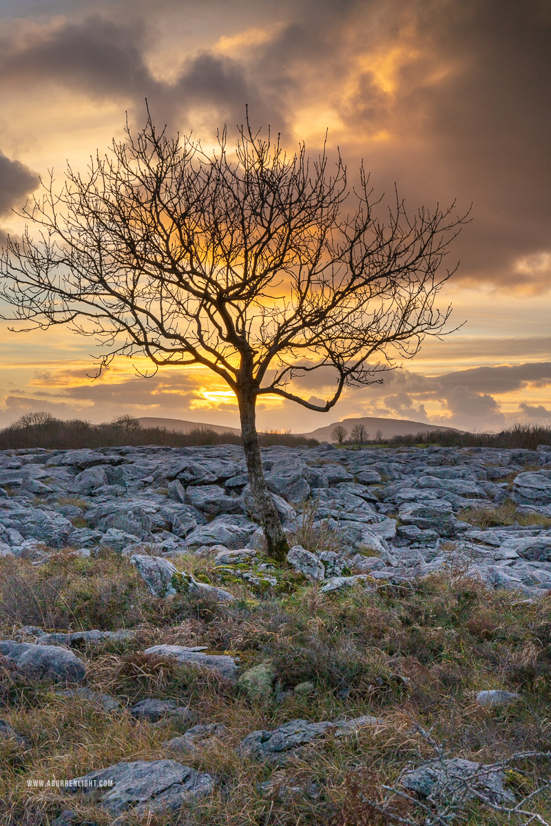 A Burren Lone Tree Clare Ireland - december,golden,lone tree,sunset,winter,lowland