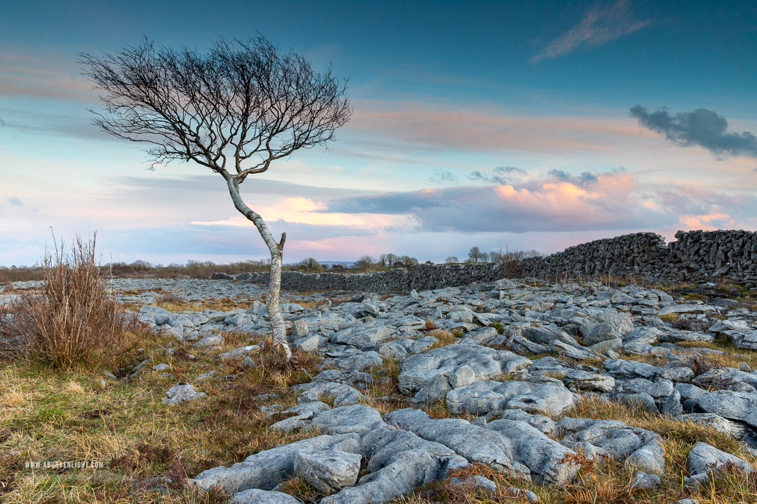 A Burren Lone Tree Clare Ireland - february,lone tree,sunset,winter,blue,lowland