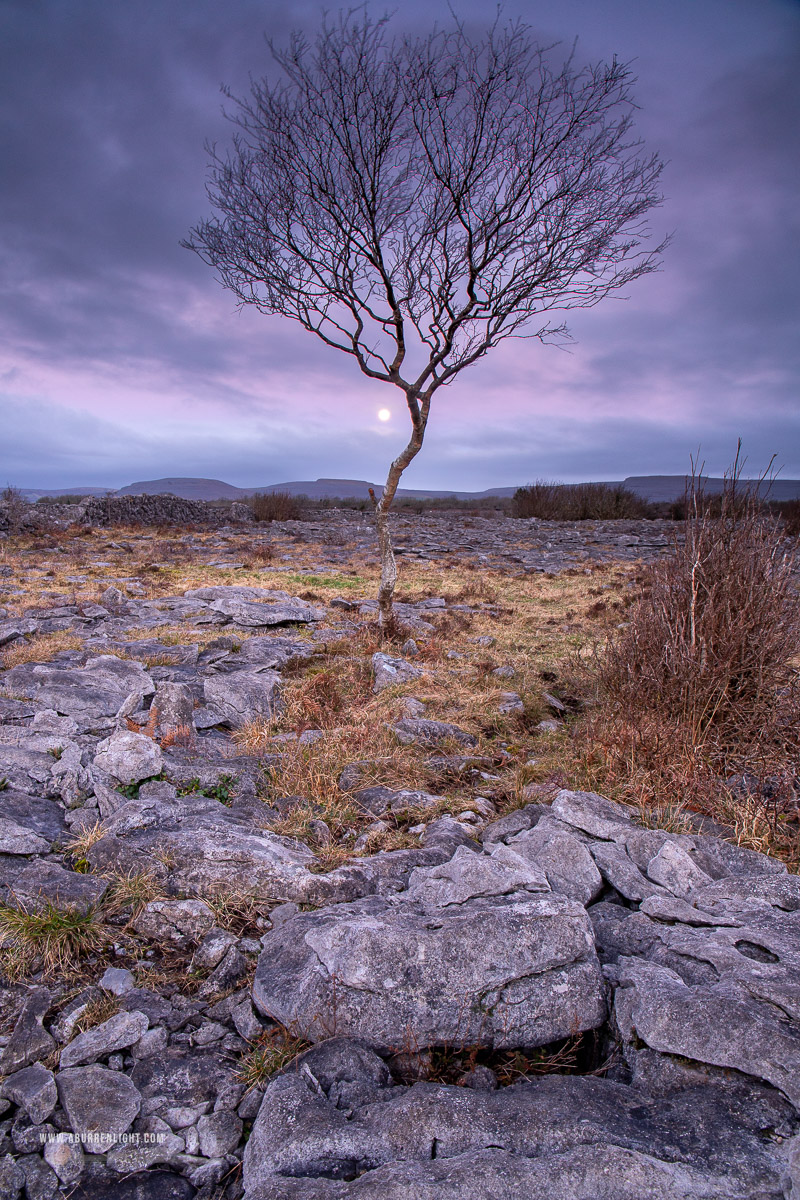 A Burren Lone Tree Clare Ireland - february,lone tree,long exposure,moon,winter,lowland