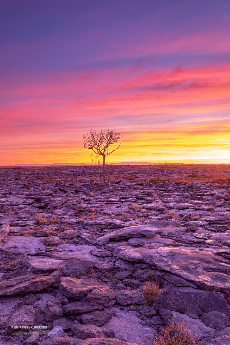 A Burren Lone Tree Clare Ireland - february,lone tree,long exposure,orange,twilight,winter,pink,lowland