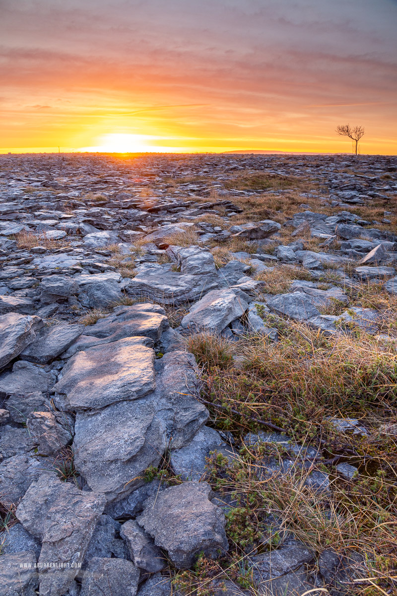 A Burren Lone Tree Clare Ireland - february,lone tree,orange,sunrise,winter,lowland,golden