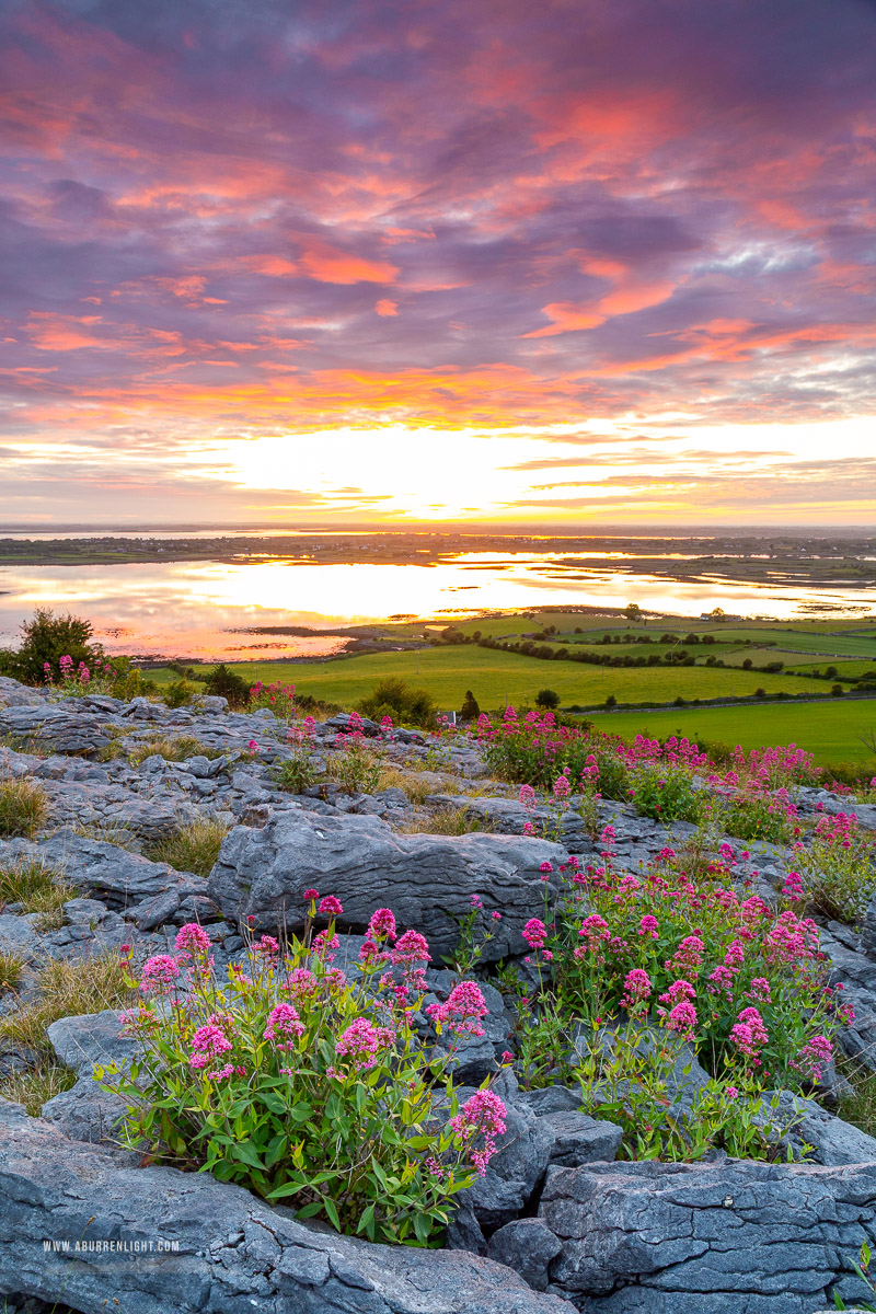 Abbey Hill Burren Clare Ireland - abbey hill,flowers,june,orange,red,spring,twilight,valerian