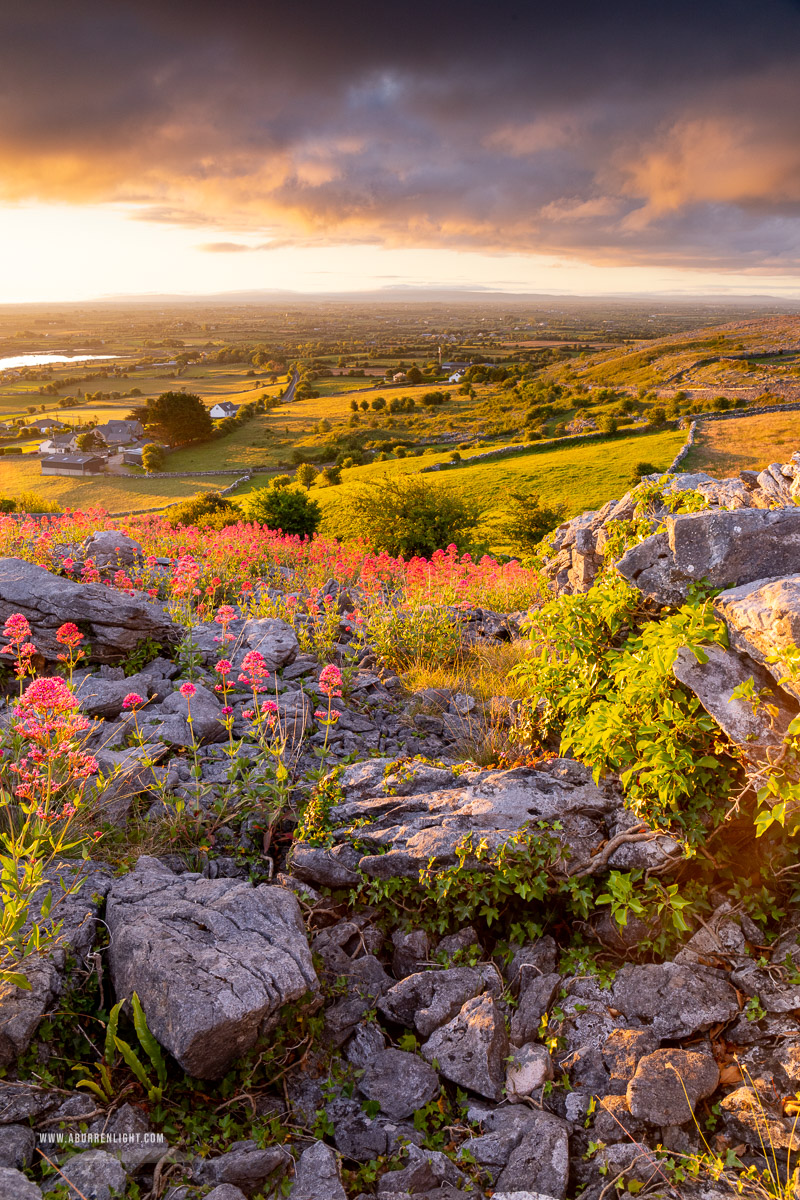 Abbey Hill Burren Clare Ireland - abbey hill,flowers,may,spring,sunrise,golden,hills,valerian