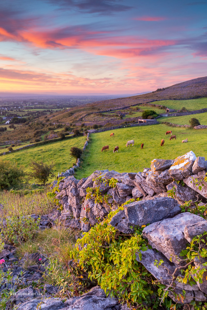 Abbey Hill Burren Clare Ireland - abbey hill,animals,august,cows,pink,rural,summer,sunrise,wall,hills