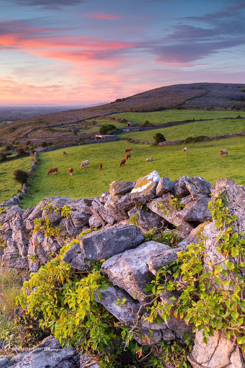 Abbey Hill Burren Clare Ireland - abbey hill,animals,august,cows,pink,rural,summer,sunrise,wall,hills,golden