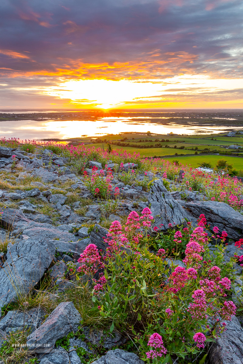 Abbey Hill Burren Clare Ireland - abbey hill,flowers,june,orange,red,spring,sunrise,valerian,hills