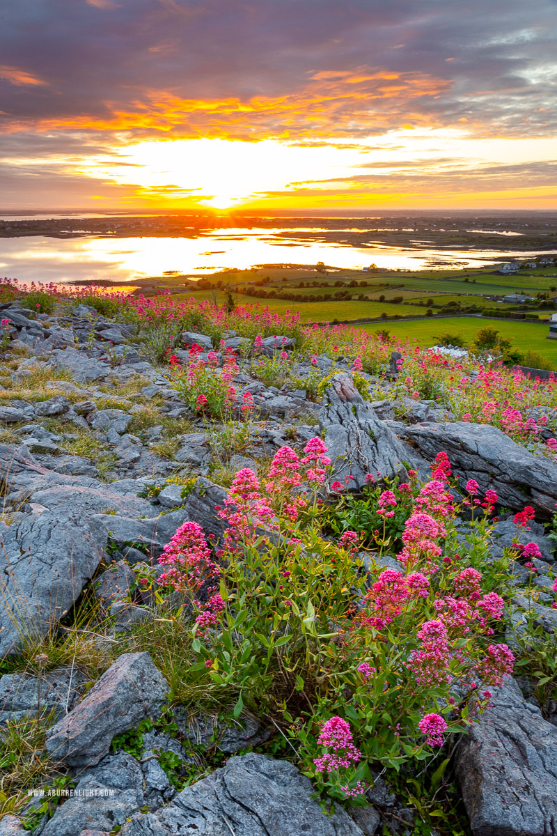 Abbey Hill Burren Clare Ireland - abbey hill,flowers,june,orange,red,spring,twilight,valerian,hills