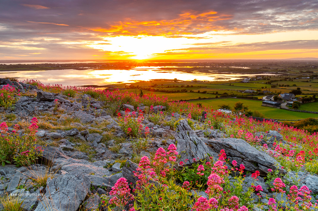 Abbey Hill Burren Clare Ireland - abbey hill,flowers,june,orange,red,spring,twilight,valerian,portfolio,hills